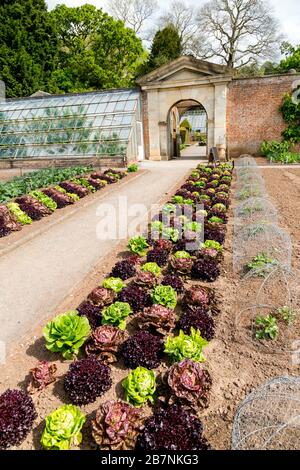 Une récolte impressionnante et colorée de variétés de laitue dans le jardin de cuisine fortifiée de Tyntesfield House, nr Wraxall, Somerset Nord, Angleterre, Royaume-Uni Banque D'Images