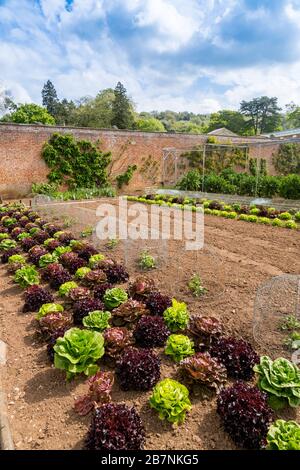 Une récolte impressionnante et colorée de variétés de laitue dans le jardin de cuisine fortifiée de Tyntesfield House, nr Wraxall, Somerset Nord, Angleterre, Royaume-Uni Banque D'Images