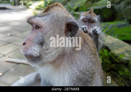 Macaque à queue longue (Macaca fascicularis). Deux singes se brandissent les uns les autres, Ubud, Bali, Indonésie Banque D'Images