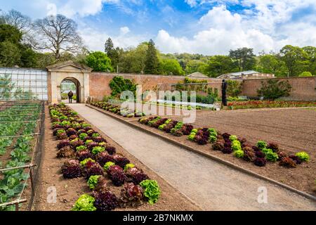 Une récolte impressionnante et colorée de variétés de laitue dans le jardin de cuisine fortifiée de Tyntesfield House, nr Wraxall, Somerset Nord, Angleterre, Royaume-Uni Banque D'Images