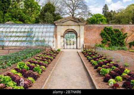 Une récolte impressionnante et colorée de variétés de laitue dans le jardin de cuisine fortifiée de Tyntesfield House, nr Wraxall, Somerset Nord, Angleterre, Royaume-Uni Banque D'Images