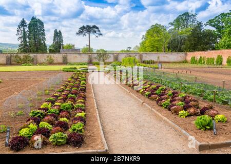 Une récolte impressionnante et colorée de variétés de laitue dans le jardin de cuisine fortifiée de Tyntesfield House, nr Wraxall, Somerset Nord, Angleterre, Royaume-Uni Banque D'Images