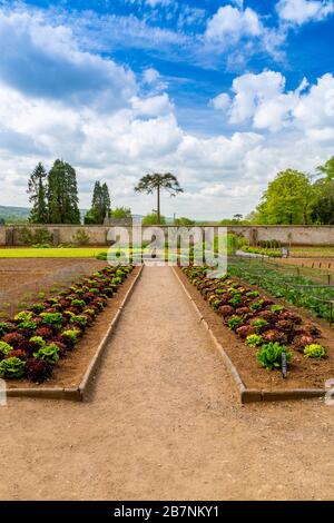 Une récolte impressionnante et colorée de variétés de laitue dans le jardin de cuisine fortifiée de Tyntesfield House, nr Wraxall, Somerset Nord, Angleterre, Royaume-Uni Banque D'Images