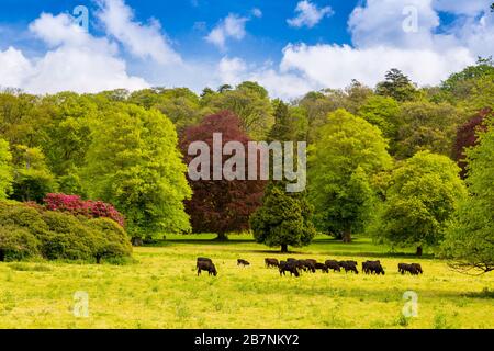 Un troupeau de bovins noirs Aberdeen Angus braque dans le domaine de Tyntesfield House avec une toile de fond de la nouvelle croissance des feuilles sur les arbres matures, Somerset Nord, en Banque D'Images