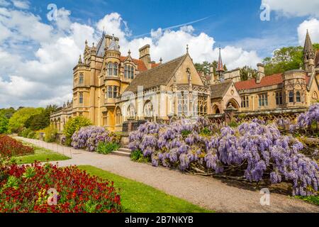 Un affichage coloré de la wisteria et des fleurs murales dans le jardin à Tyntesfield House, Somerset Nord, Angleterre, Royaume-Uni Banque D'Images