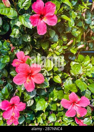 De belles fleurs d'Hibiscus sur un fond vert dans le jardin tropical, gros plan Banque D'Images