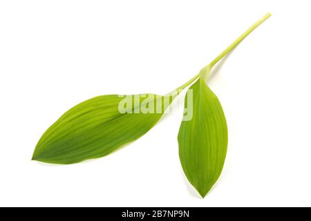 Lily de la vallée feuilles isolées sur blanc Banque D'Images