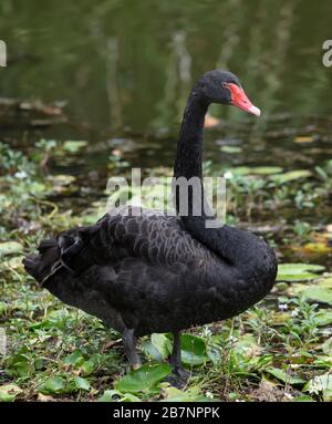 Cygne noir vu dans les jardins botaniques de Singapour. Banque D'Images