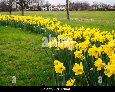 Jonquilles en fleur sur le Stray au début du printemps à Harrogate North Yorkshire England Banque D'Images