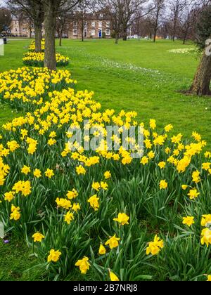 Jonquilles en fleur sur le Stray au début du printemps à Harrogate North Yorkshire England Banque D'Images