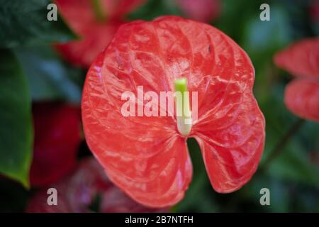 Anthurium Banque D'Images