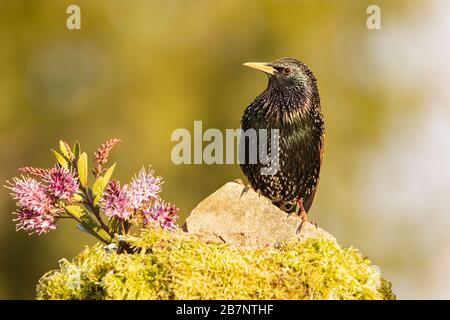 Starling, Sturnus vulgaris, perché au soleil dans un jardin britannique Banque D'Images