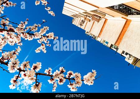 Branche en cerisier rose fleuri sur le fond d'un immeuble de bureaux. Contexte abstrait du bâtiment de bureau Banque D'Images