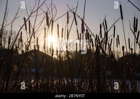 Soleil de soirée regardant par des roseaux séchés sur les toits de maisons de campagne à Unionville, Markham, Ontario, Canada Banque D'Images