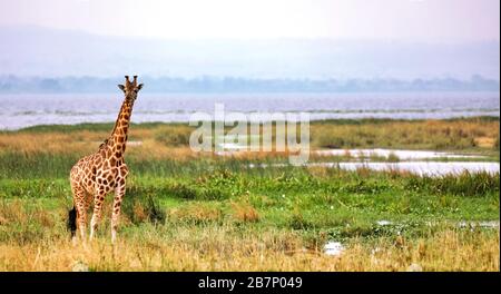 Girafe ougandaise au lac Albert, Murchison Falls Ouganda Banque D'Images