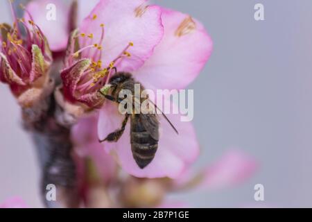 Abeille (apis mellifera) pollinisant des fleurs d'amande (prunus dulcis), vue rapprochée Banque D'Images
