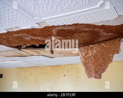 Appartement endommagé d'eau de carreaux de plafond cassé Banque D'Images
