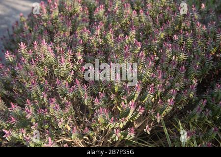 Hiver Foliage d'un arbuste Evergreen Hebe « Super Red » dans un jardin de campagne à Devon rural, Angleterre, Royaume-Uni Banque D'Images