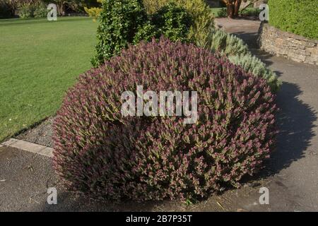 Hiver Foliage d'un arbuste Evergreen Hebe « Super Red » dans un jardin de campagne à Devon rural, Angleterre, Royaume-Uni Banque D'Images