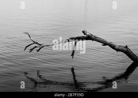Une grande branche d'arbres tombés au-dessus de l'eau d'un lac en noir et blanc, le lac Morii, Bucarest, Roumanie Banque D'Images