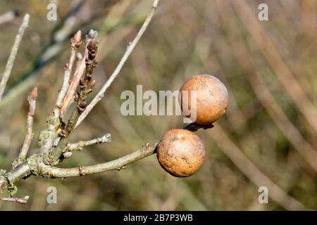 Gros plan sur les vieilles pommes ou les galls de chêne, créés par Gall Wasps (biorhiza pallida ou andricus kollari) comme cocons protecteurs pour leurs larves. Banque D'Images