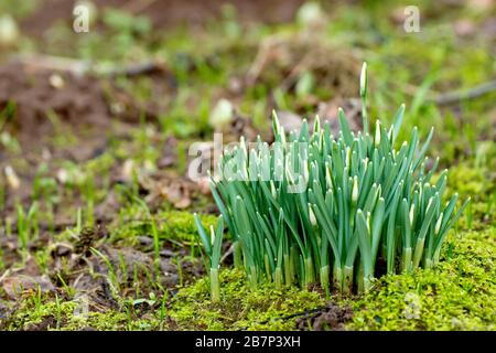 Chutes de neige (galanthus nivalis), près d'un groupe de plantes encore en bud poussant sur un terrain rugueux de bois. Banque D'Images