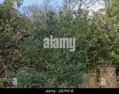 Printemps Foliage d'un arbre Evergreen Tineo (Weinmannia trichosperma) dans un jardin de campagne dans le Devon rural, Angleterre, Royaume-Uni Banque D'Images