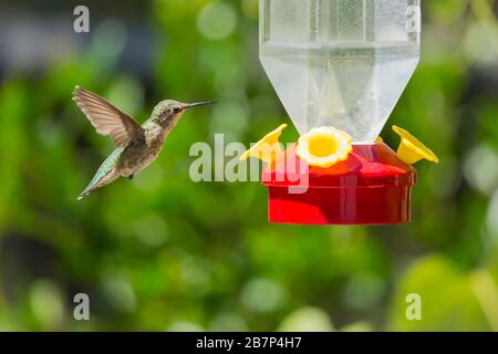 Hummingbird plantant près d'un oiseau rouge Banque D'Images