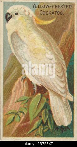 Cockatoo jaune-crété, de la série oiseaux des tropiques (N 5) pour Allen &amp; Ginter cigarettes Brands, 1889. Banque D'Images