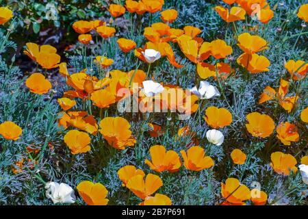 Coquelicots sauvages de Californie Banque D'Images