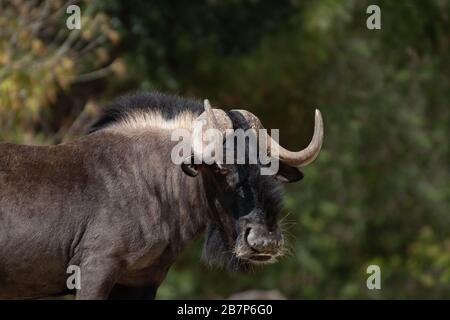 Portrait d'un mâle de Wildebeest noir avec fond vert Banque D'Images