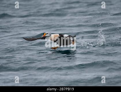 Eider King  Somateria spectabilis, en traversant le fjord, le Båtsfjord, Varanger, en Norvège de l'Arctique Banque D'Images