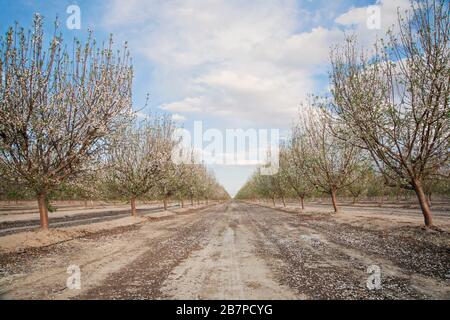 Amandiers en fleurs, à Bakersfield, Californie, États-Unis. Banque D'Images