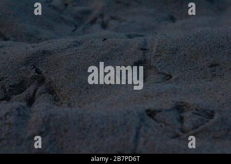 Seagull Footprints in sand Banque D'Images