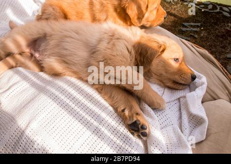 Mignons, fluffés et adorables chiots Golden Retriever se posant dans un lit au soleil Banque D'Images