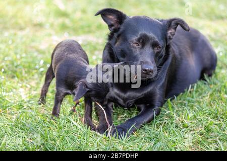 Deux mignons chiens noirs à mâcher un bâton Banque D'Images