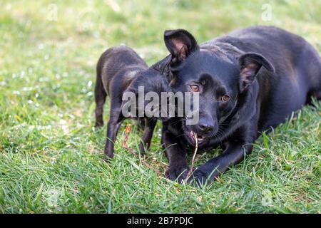 Deux mignons chiens noirs à mâcher un bâton Banque D'Images
