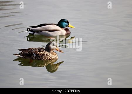 Couple de malard nageant dans l'eau. Canards sauvages mâles et femelles sur un lac au début du printemps Banque D'Images