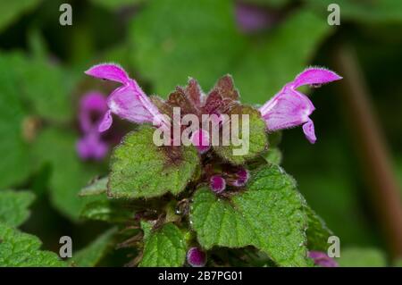 Gros plan sur les fleurs violettes de l'ortie Morte, également connue sous le nom d'archange pourpre Banque D'Images