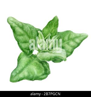 Warrigal greens herbe aquarelle isolée sur fond blanc Banque D'Images