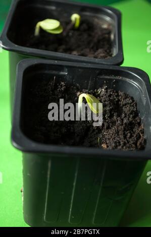 initiale, première étape de semis de graines de concombre; une petite plante dans un récipient en plastique noir est visible, deux contenants en plastique sur le backgroun vert Banque D'Images