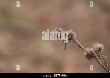 Fruits secs de Burdock en hiver Banque D'Images