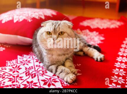 Joli chat calme allongé sur un lit recouvert d'une couverture rouge avec ornement de Noël traditionnel dans une chambre confortable Banque D'Images