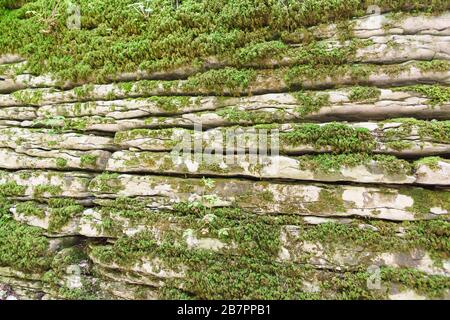 Couches horizontales de roches, ouvertes à la suite d'une défaillance tectonique, surcultivées avec de la mousse Banque D'Images