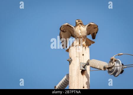 Faucon à queue rouge (Buteo jamaicensis) perché sur un poteau Banque D'Images