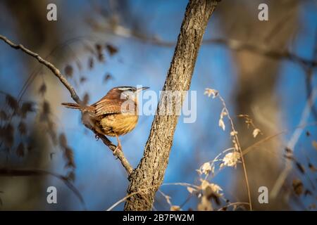 Carolina Wren (Thrythorus ludovicianus) perché dans un arbre Banque D'Images