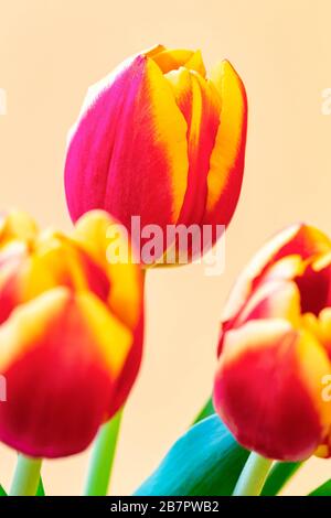 Bouquet de tulipes rouges et jaunes dans un vase coloré placé devant un fond jaune Banque D'Images