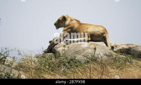 une lionesse posée sur un kopjes au serengeti Banque D'Images