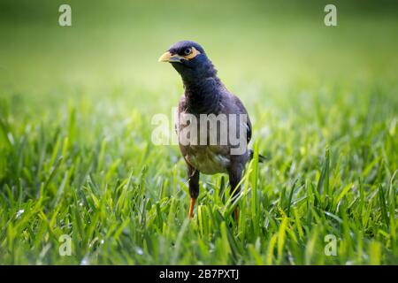 Gros plan de l'œil pétillant et de l'oiseau de Myna debout dans la prairie de Maui, Hawaï. Banque D'Images