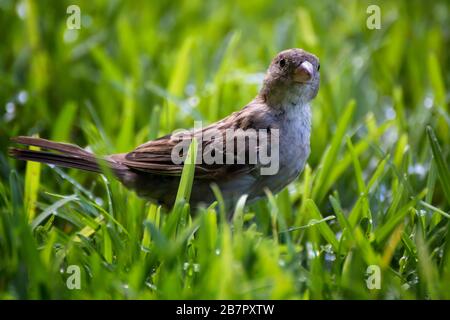 Gros plan de la maison féminine finch dans l'herbe regardant la caméra de faible angle de vue à Hawaï. Banque D'Images